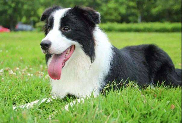 龙头老大在家闲一马当先牧羊犬是什么生肖精选解析、解释与落实、精准解答解释落实