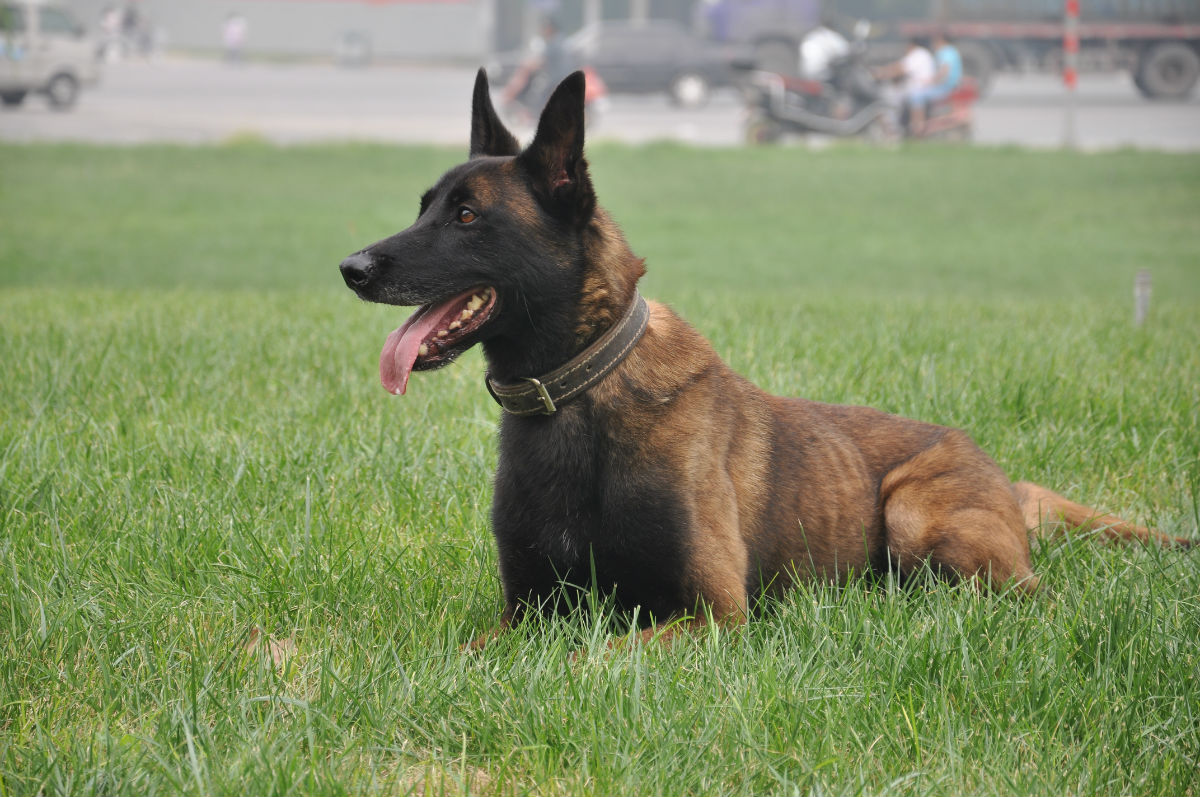龙头老大在家闲一马当先牧羊犬是什么生肖精选解析、解释与落实、精准解答解释落实