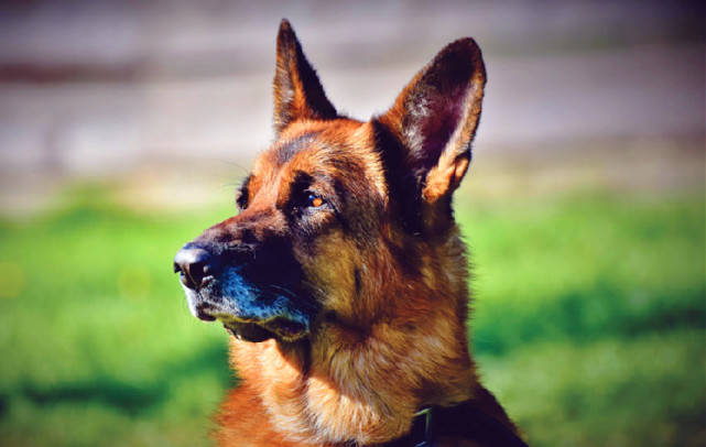 龙头老大在家闲一马当先牧羊犬是什么生肖精选解析、解释与落实、精准解答解释落实